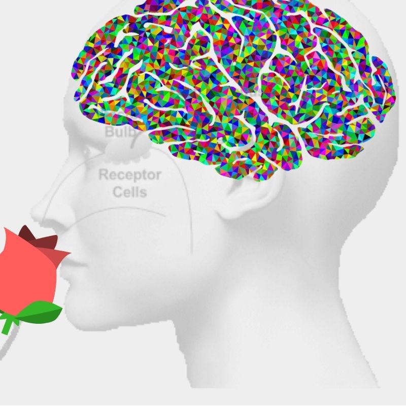 The Air We Breathe and Its Secret Path To The Brain