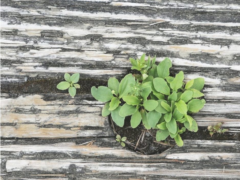 The Power of Plants: Cleaning Your Indoor Air Environment