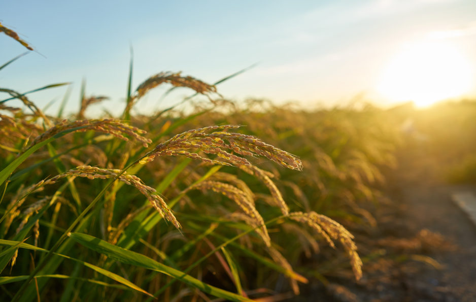 Crop Burning and Air Pollution